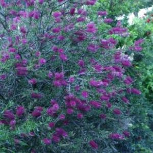 Callistemon citrinus