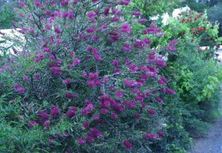 Callistemon citrinus
