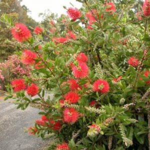 Callistemon citrinus