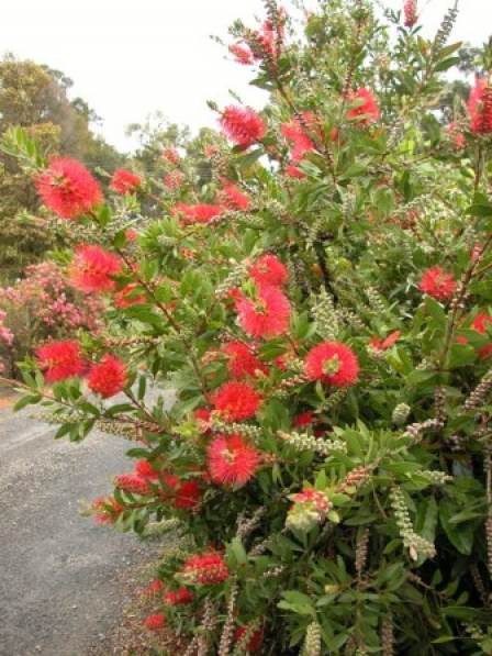Callistemon citrinus