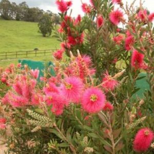 Callistemon citrinus     Common / Product Name: Western Glory