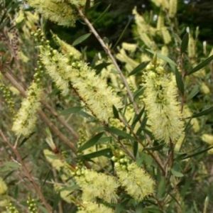 Callistemon pallidus     Common / Product Name: Lemon Bottlebrush