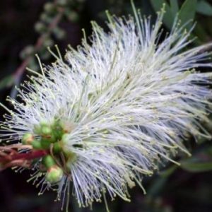 Callistemon pallidus