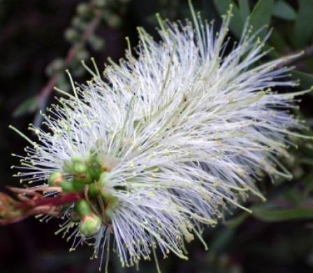 Callistemon pallidus