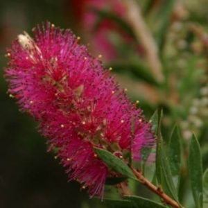 Callistemon salignus