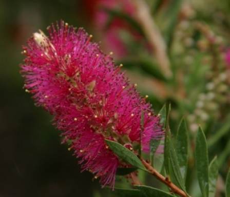 Callistemon salignus