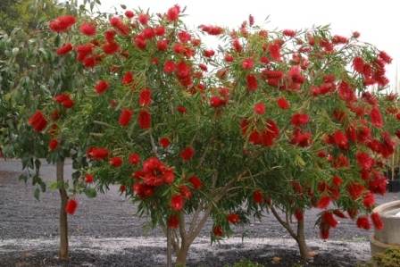 Callistemon viminalis     Common / Product Name: Weeping Bottlebrush