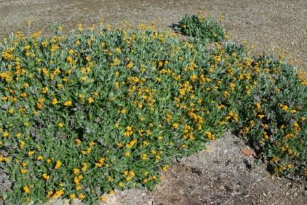 Chrysocephalum apiculatum