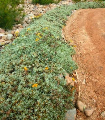 Chrysocephalum apiculatum