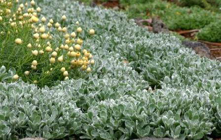 Chrysocephalum apiculatum