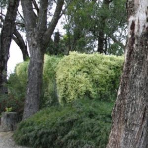 Clematis microphylla