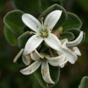 Correa alba compact