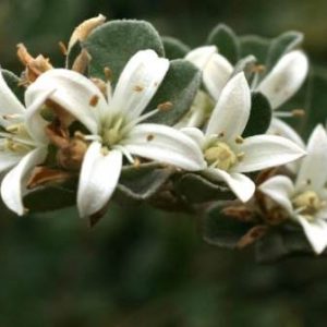 Correa alba prostrate Common / Product Name: Silver Star