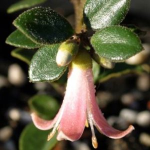 Correa alba x pulchella