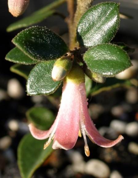 Correa alba x pulchella