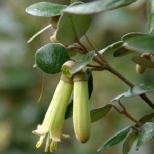 Correa baeuerlenii