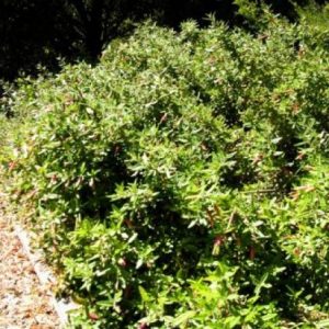 Correa decumbens Upright form