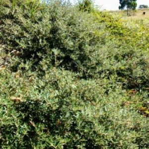 Correa decumbens Prostrate form     Common / Product Name: Spreading Correa