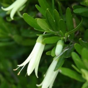 Correa glabra