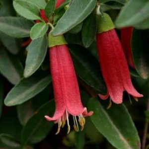 Correa pulchella