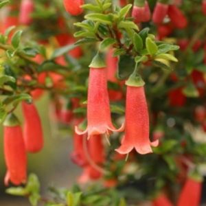 Correa pulchella