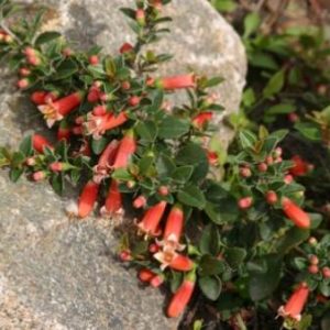 Correa pulchella