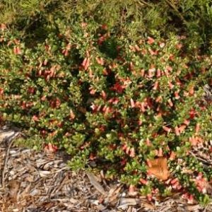 Correa pulchella