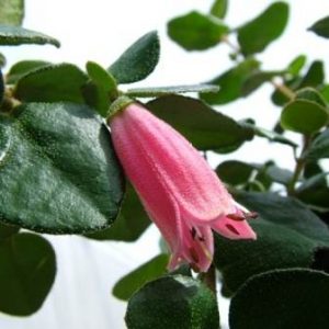 Correa pulchella x nummularifolia