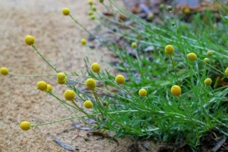 Pycnosorus globosus syn. Craspedia globosa