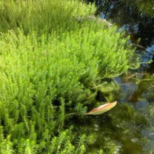 Crassula helmsii