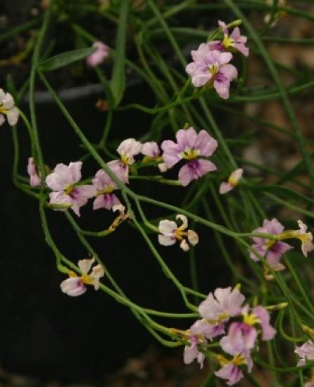 Dampiera trigona dwarf