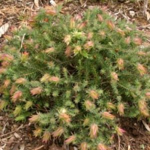 Darwinia nieldiana