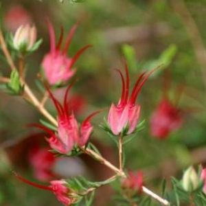 Darwinia taxifolia ssp. macrolaena