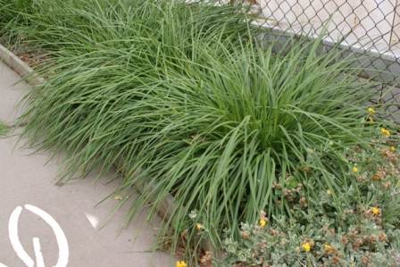 Dianella brevicaulis