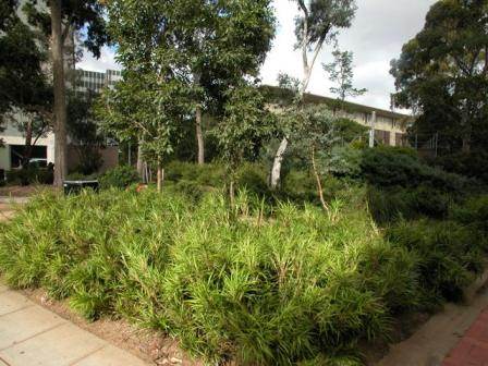 Dianella caerulea assera