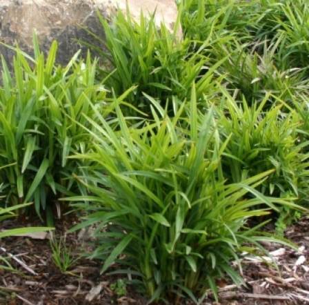 Dianella caerulea dwarf