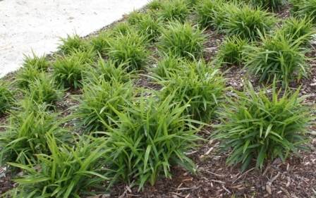 Dianella caerulea low compact dwarf