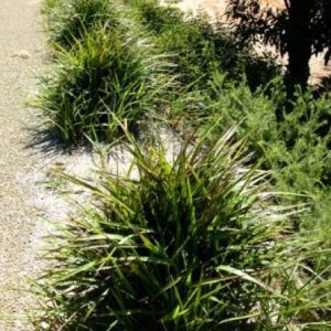 Dianella caerulea protensa