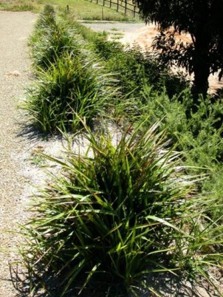 Dianella caerulea protensa