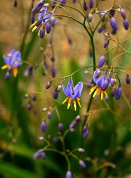Dianella laevis (syn.longifolia)