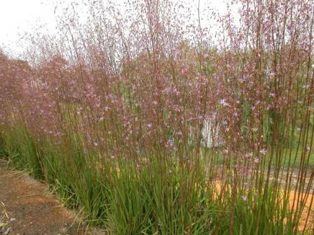 Dianella laevis fine leaf (syn.longifolia)