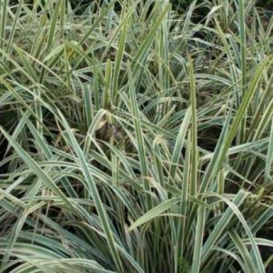Dianella tasmanica variegated Common / Product Name: Striped Strap