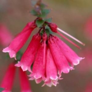 Epacris impressa pink