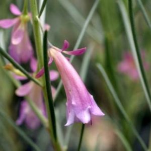 Eremophila oppositifolia Purple