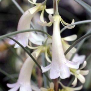 Eremophila oppositifolia White