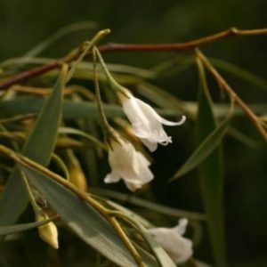 Eremophila santalina