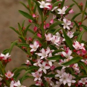 Eriostemon (now Philotheca) myoporoides