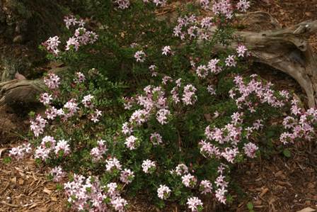 Eriostemon (now Philotheca)