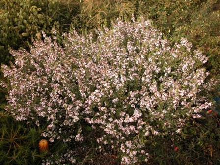 Eriostemon (now Philotheca)