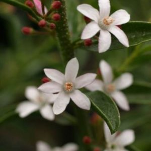 Philotheca syn. Eriostemon     Common / Product Name: Bournda Beauty